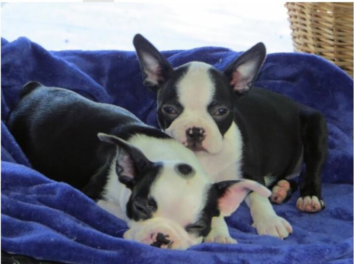 My Dogters, Annabelle And Isabelle, When They Were Babies.