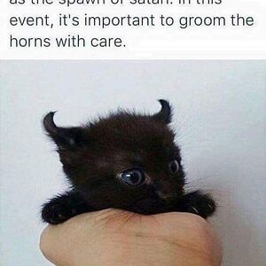 crimsonlarkspur avatar