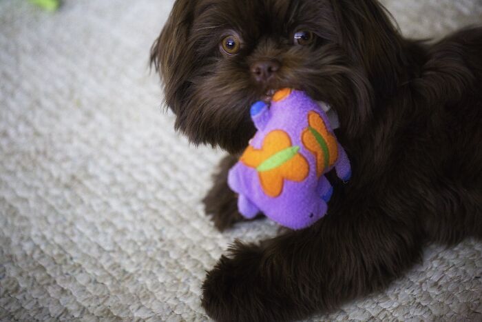Boomer With His Favorite Whatever That Thing Is.