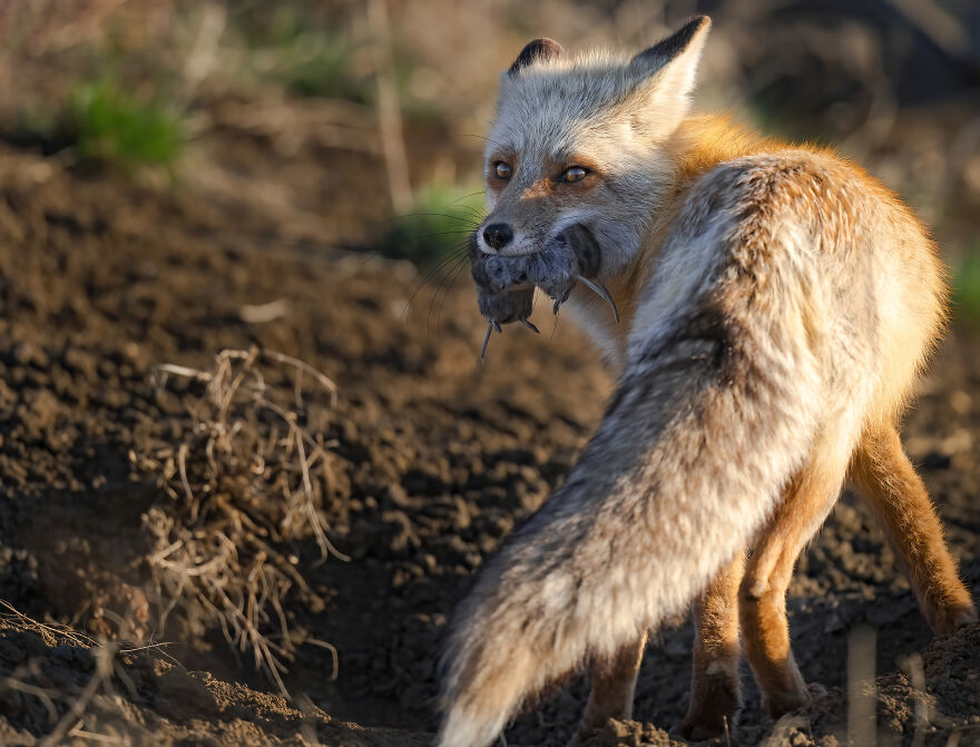 Cuteness Alert: The Spring I Observed A Red Fox Den (16 Pics) Cuteness Alert: The Spring I Observed A Red Fox Den (16 Pics)