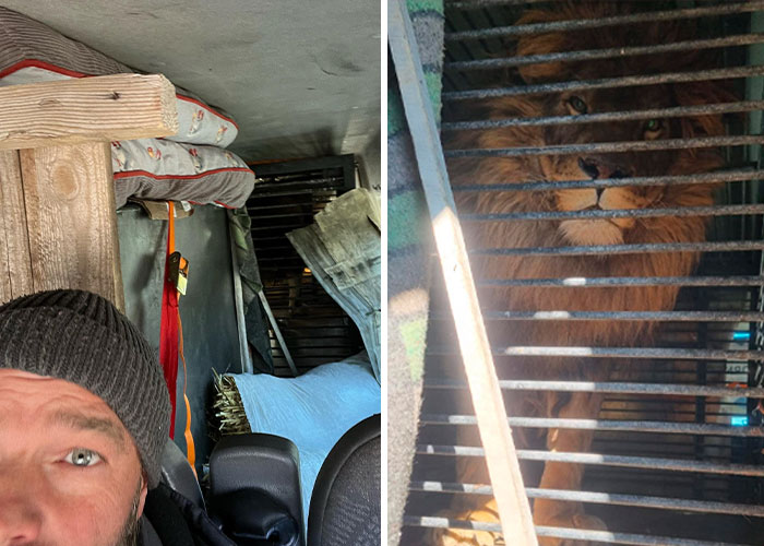 Un león y un lobo son transportados con grúa a una miniván conducida por 3 británicos para salvarlos