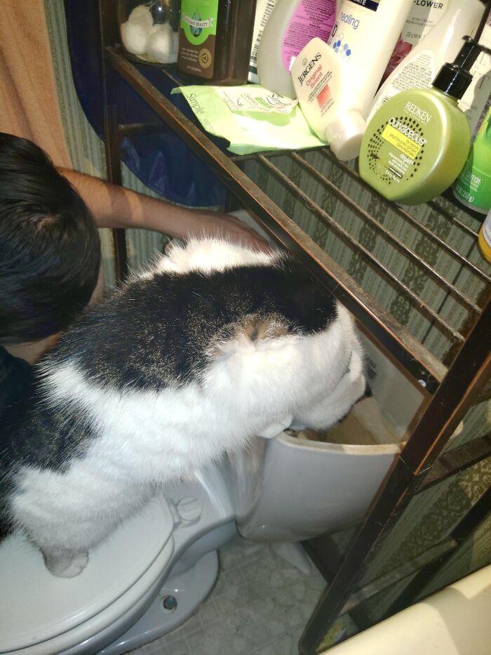 Chase Has To Be Looking At Any Water....hence In The Way Whike BF Tmfixes The Toilet Xd