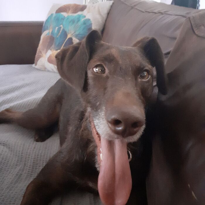 My Rescue Dog Douglas