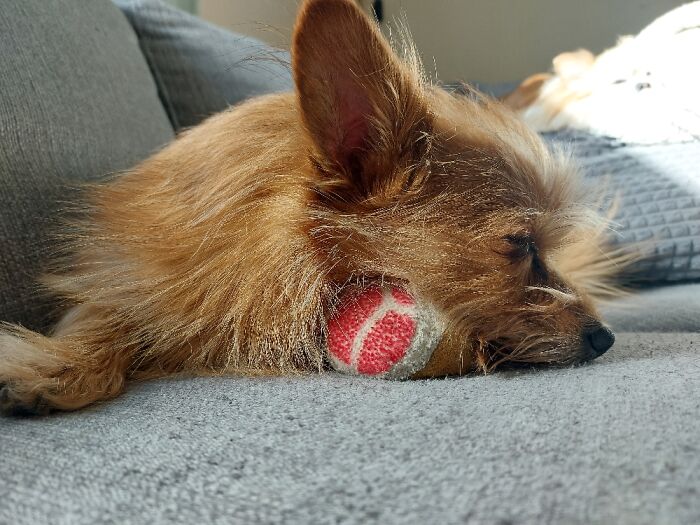 Mickey Sleeping On His Squeeky Bacon