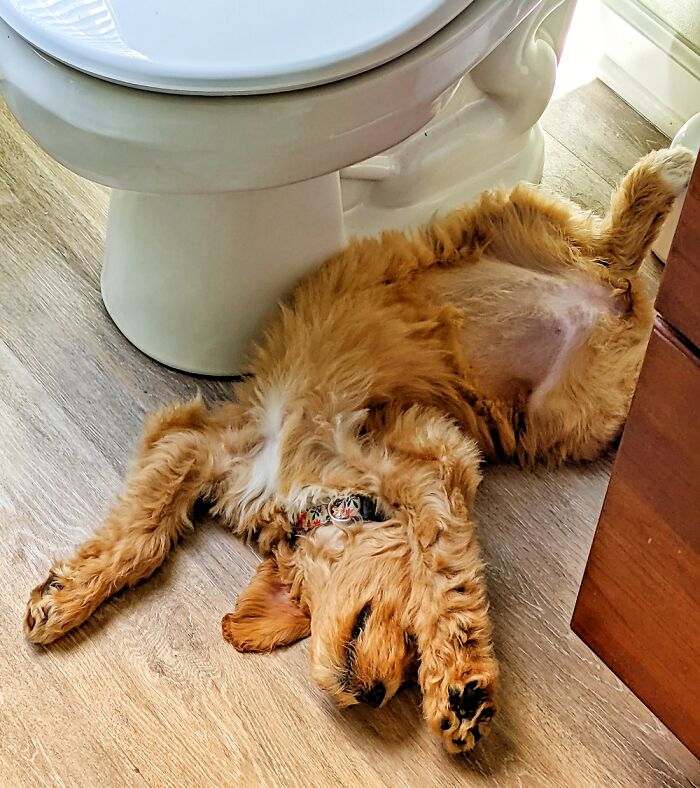 Frankie Likes To Be Comfortable.