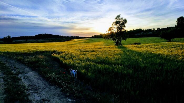 If You Look Carefully, You'll See Pipo. He Accompanies Me Every Morning During My Early Walks.
