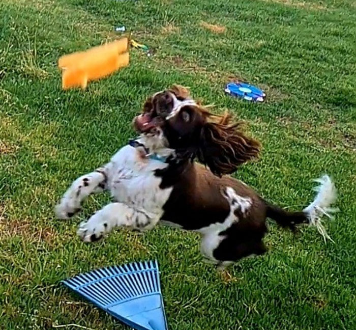 This Good Boy Living His Derpiest Life