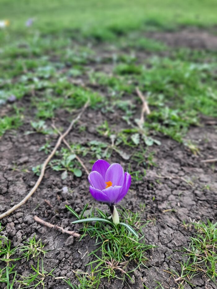 Signs Of Spring In The Park, North East England