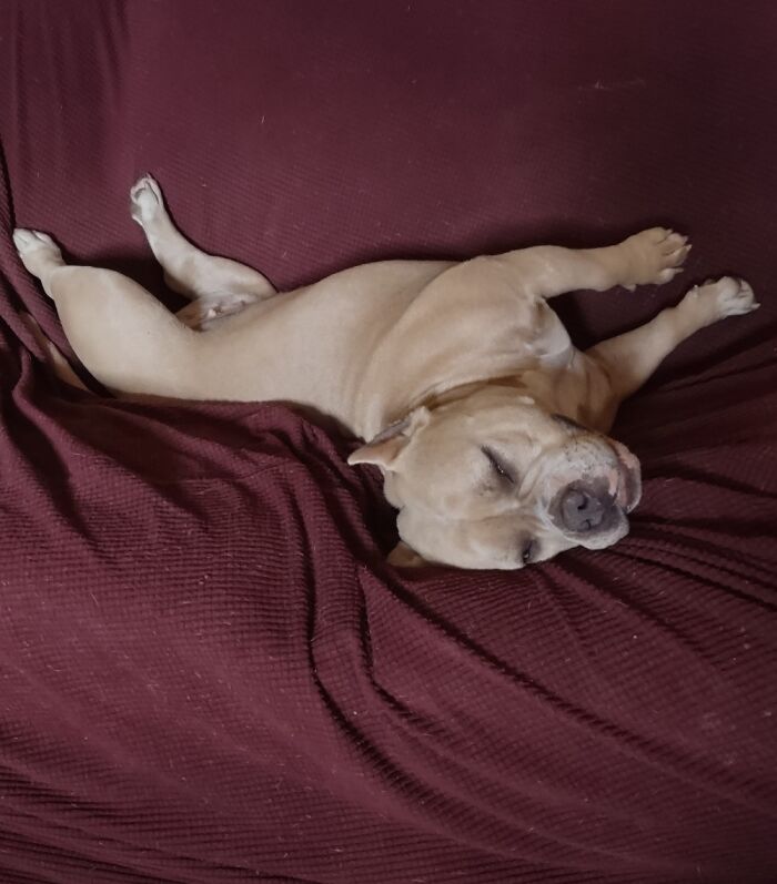 Lilly Mae On The Dog Couch.