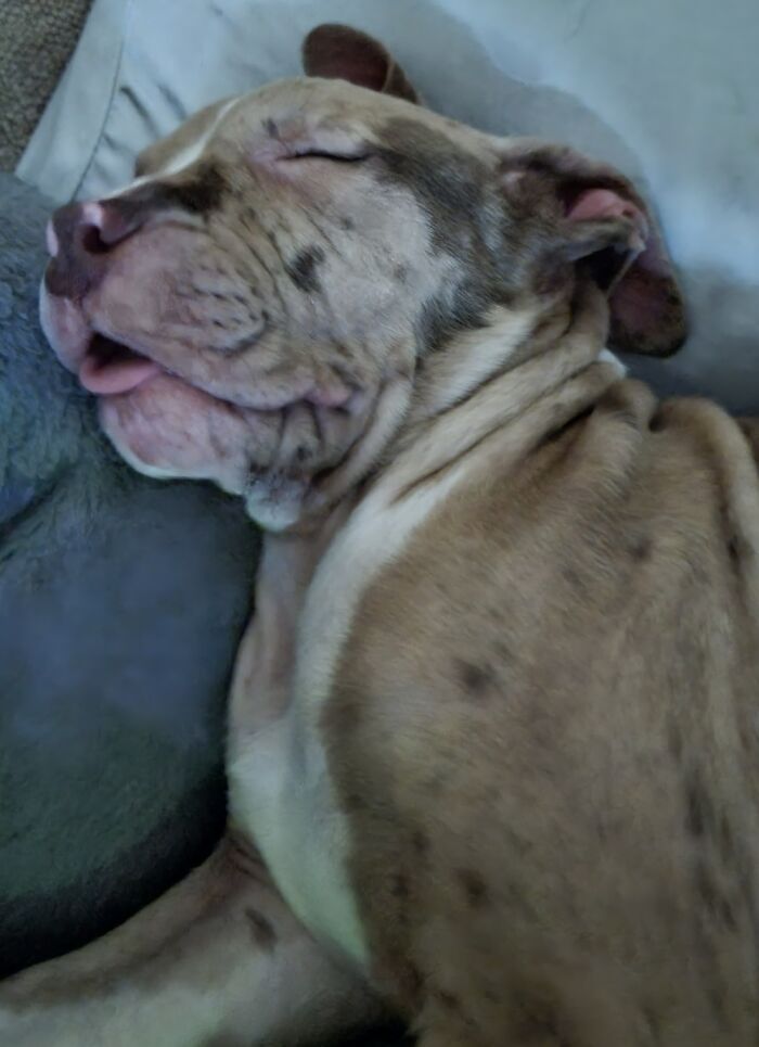 3 Month Old Puppy After A Hard Night Partying