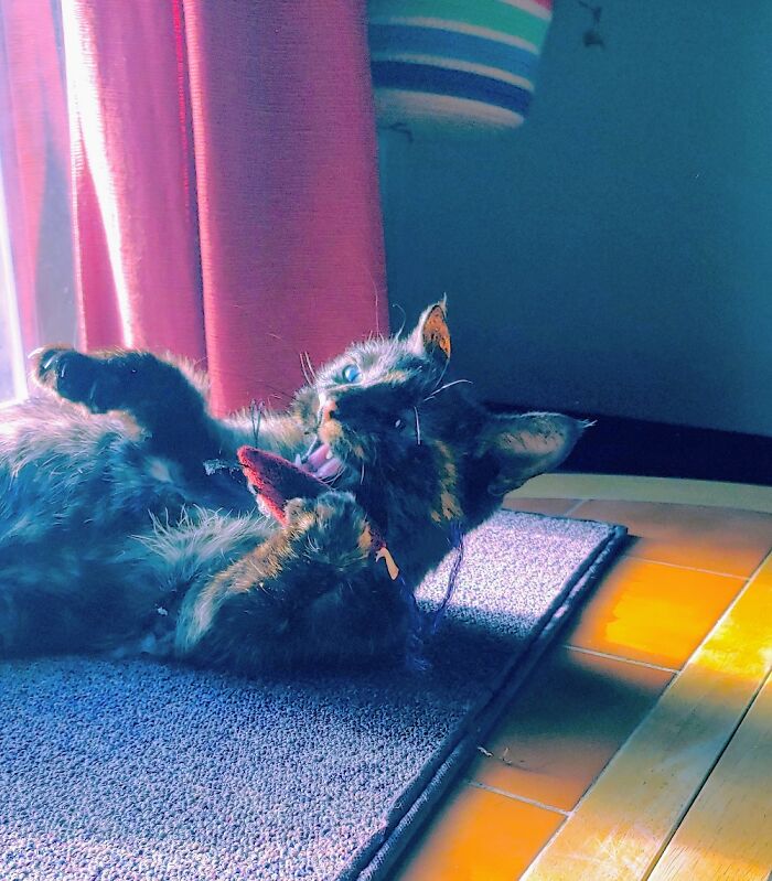 Cinder Playing With Her Favorite Mouse