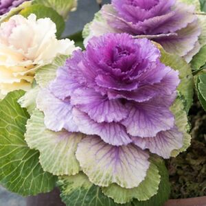 kristinamilcheva avatar