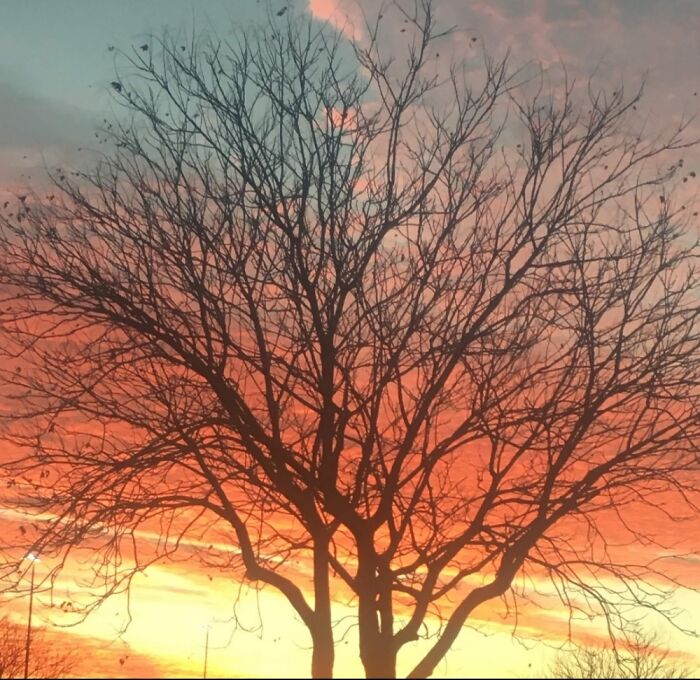 North Carolina Colors