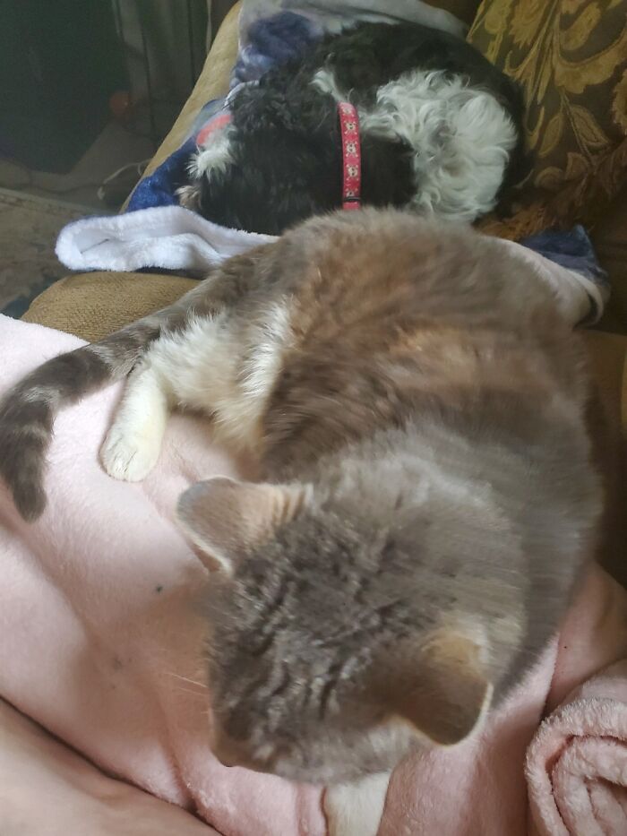 Missing You The Most Fluffy (Kitty) The Dog Us Name Delilah