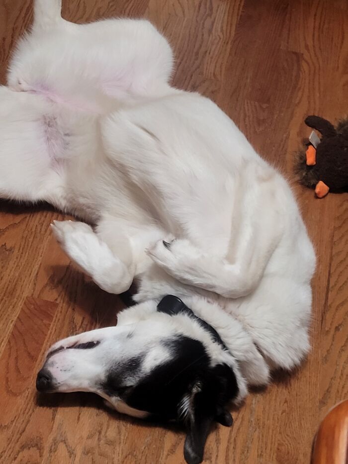 This Is How Alaska Sleeps