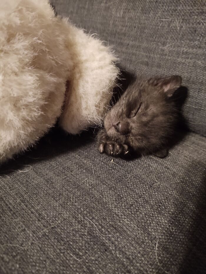 Edward Mayhem Fussypants When He Was Only A Few Weeks Old ❤️