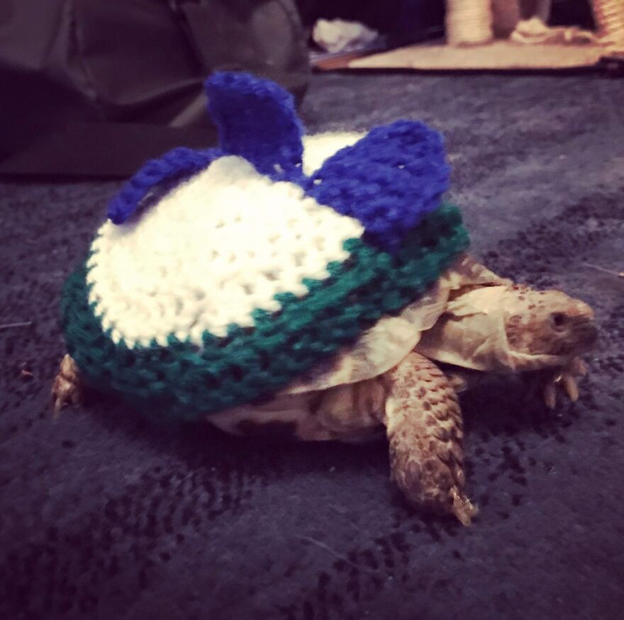 I'm A Dinosaur....raaawwwrrrr