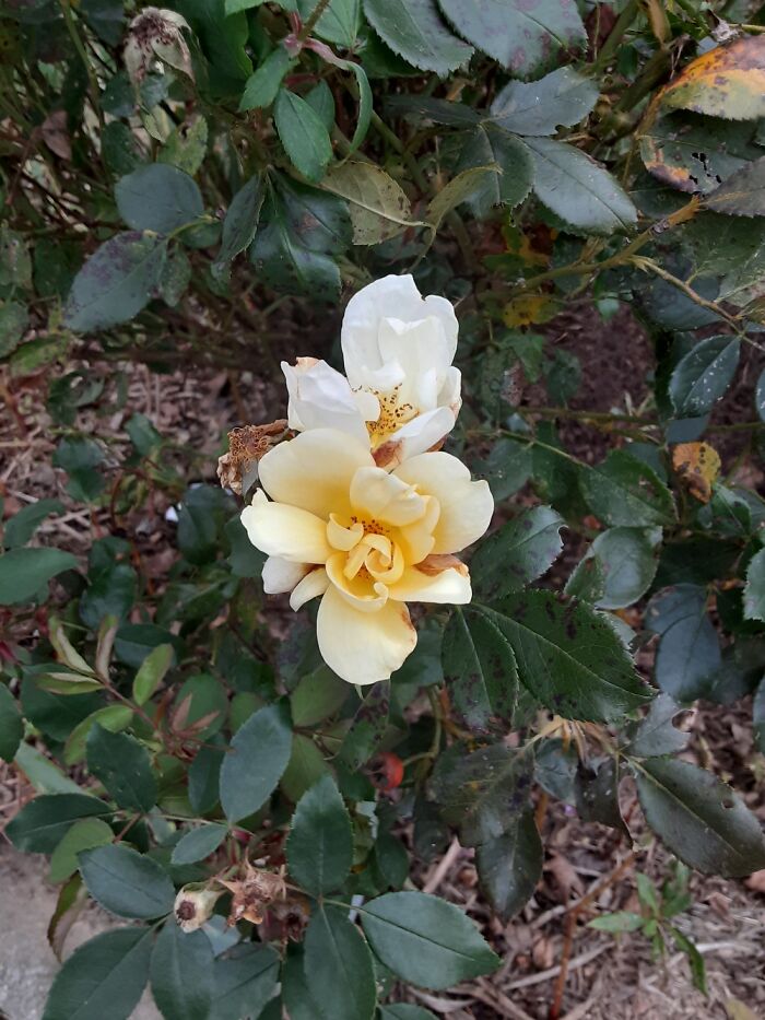 Some Beautiful Flowers I Found In My Neighborhood