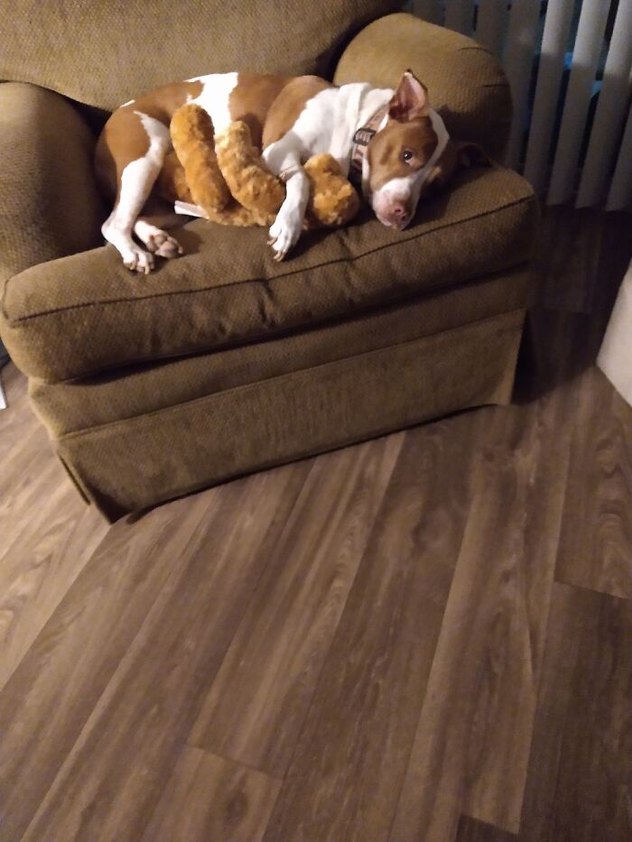 When I Got My Rescue She Didn't Know What "Toys" Were.