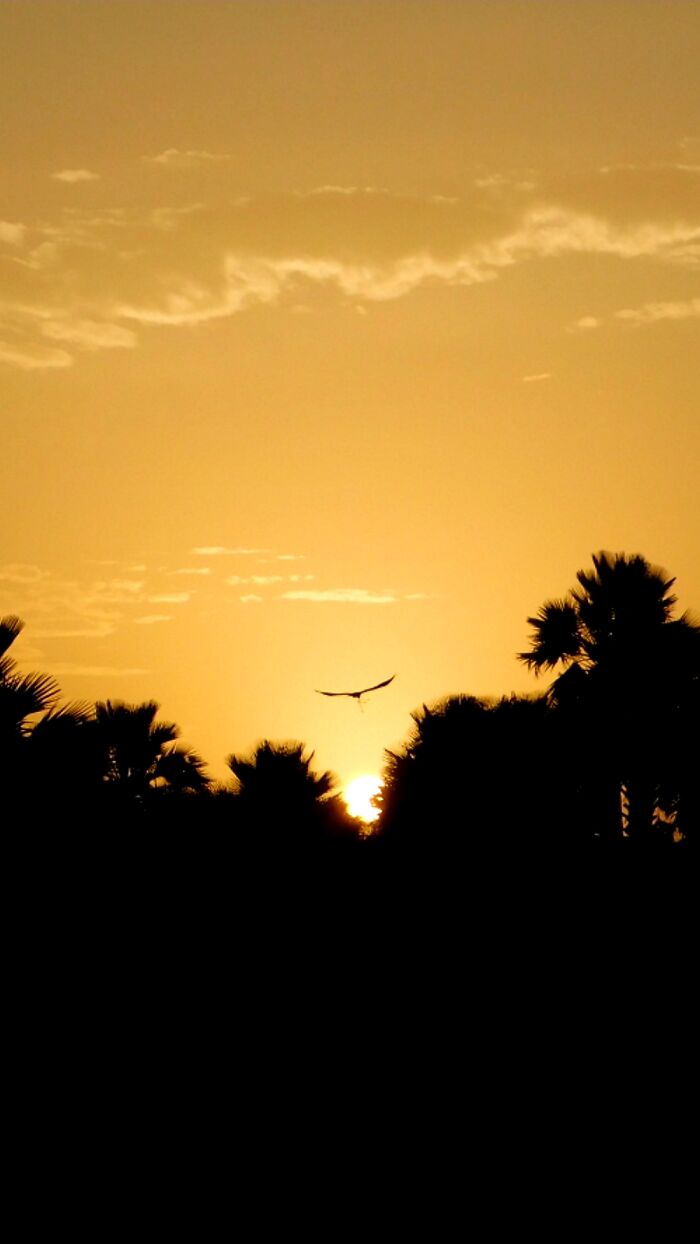 Sunrise In The Gambia, New Year's Morning 2018. Didn't Even Spot The Bird When I Took The Pic!
