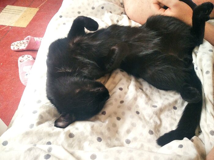 Sombra, My Little Big Love