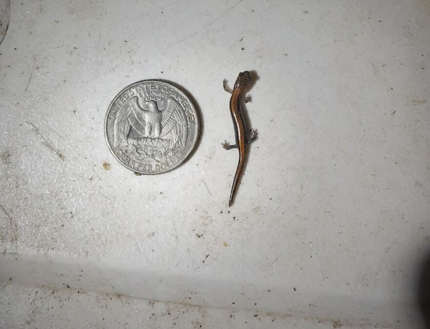 I Found This Little Guy Outside My House One Day