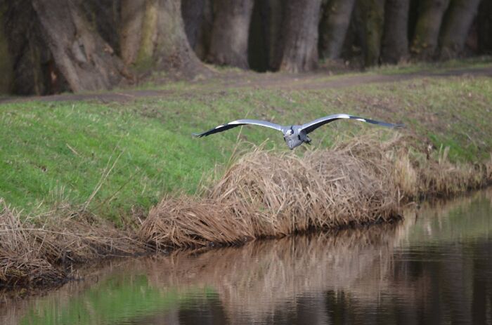 This Grey Heron Just Came Gliding At Me, No Time To Get The Settings Right. Still Happy With It