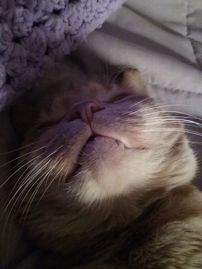 Paleeze Lemme Sleep Would Ya?