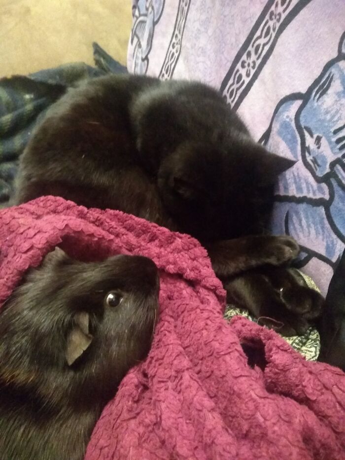 Little Furry Cousins Taking A Nap Together.