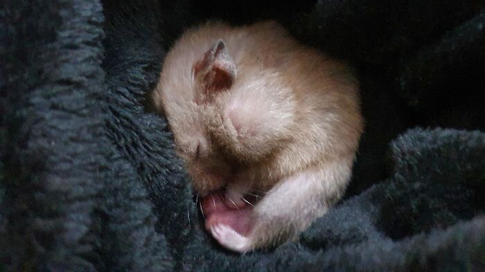 Syrian Hamster Named Silver Zzzzzz