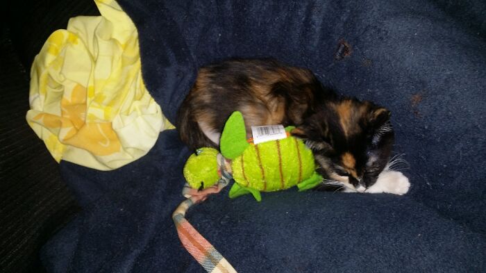 Her First And Favorite Toy When She Was The Same Size As It Like 5 Years Ago....still Have It