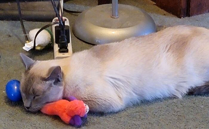 Ra Cool Catnapping With His To