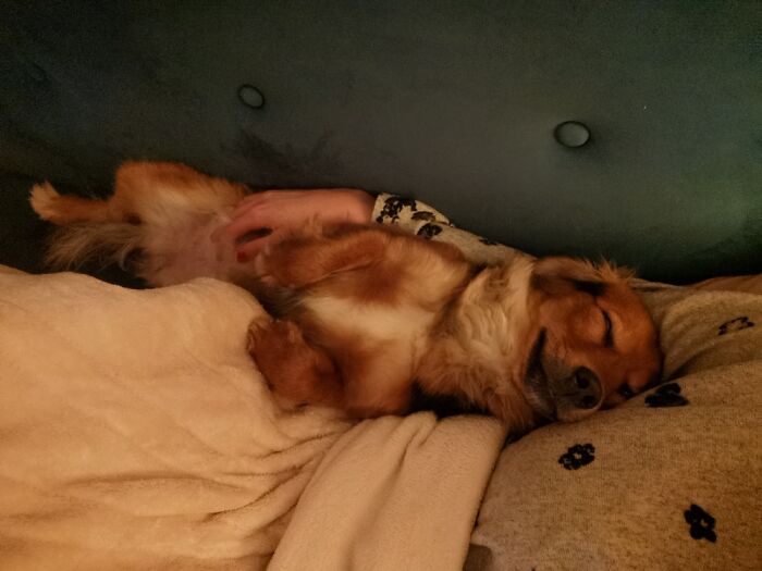 Meet Millie, The Dachshund/German Shepherd Mix. She Likes To Cuddle.