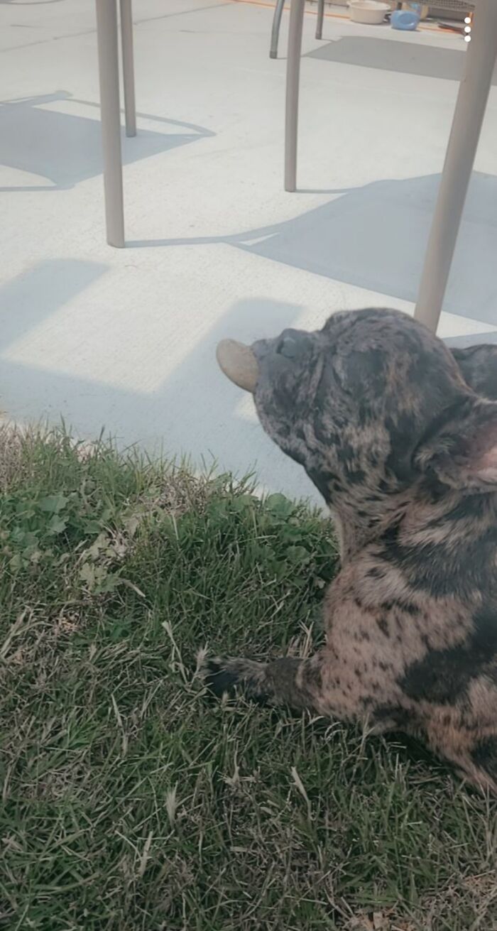 Meet Chewy! He Found And Claimed This Rock. Would Not Let It Go But He Was Very Proud