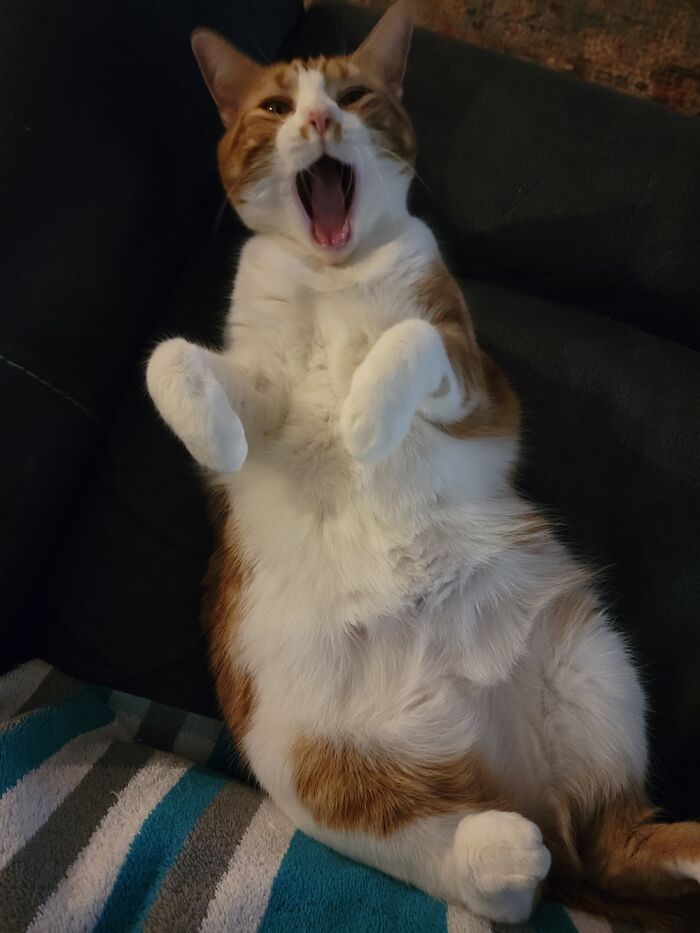 Ladybug Has Started Opera Lessons