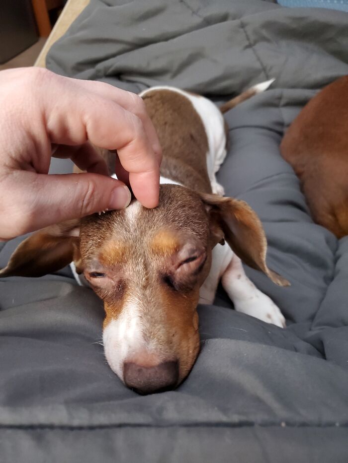 The Best Part Of My Home Is Where These Creatures Are Sleeping.