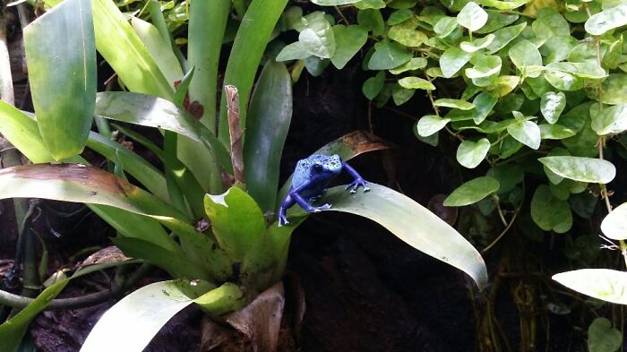 Absolutely Love This Picture I Got Of A Poison Dart Frog At The Aquarium