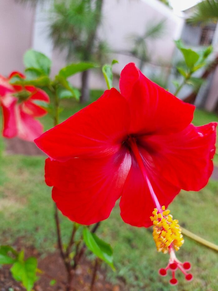 Juicy Hibiscus 🌺
