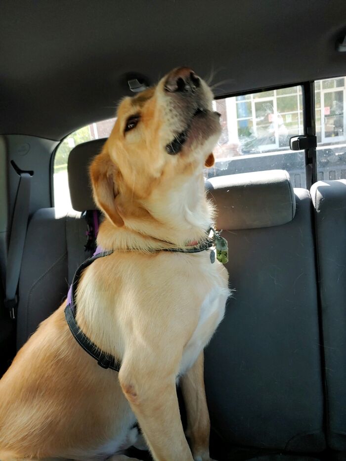 Bucky - Caught In Mid Howl. Wanted A Pup Pop. Howled Until He Got To The Pickup Window