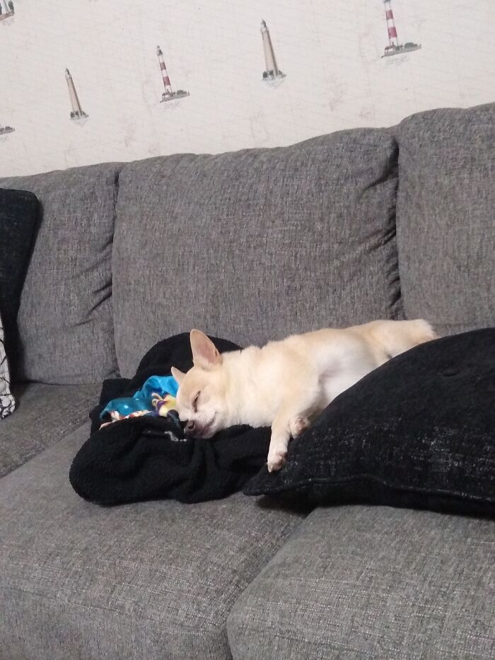 Cujo Loves His Blankie.