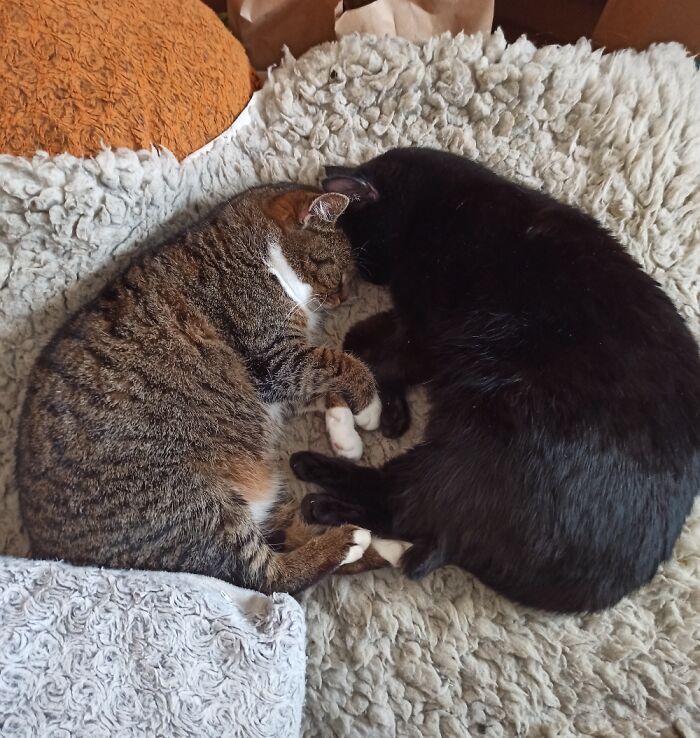 This Furry Upside Down Heart