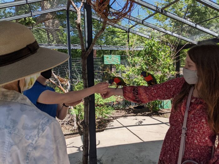 Lorikeets Sitting On My Arm As I Fed Them Little Bits Of Apples