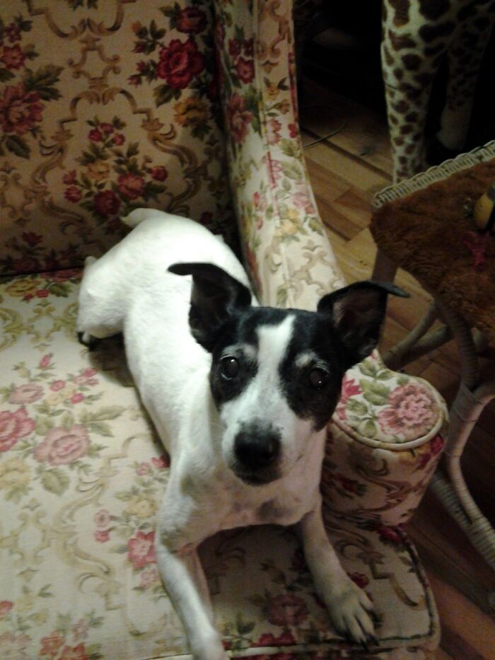 The Prettiest Picture I Ever Took Of Ruby At Age 13. She's 17 Now & Still Looks Like A Puppy!