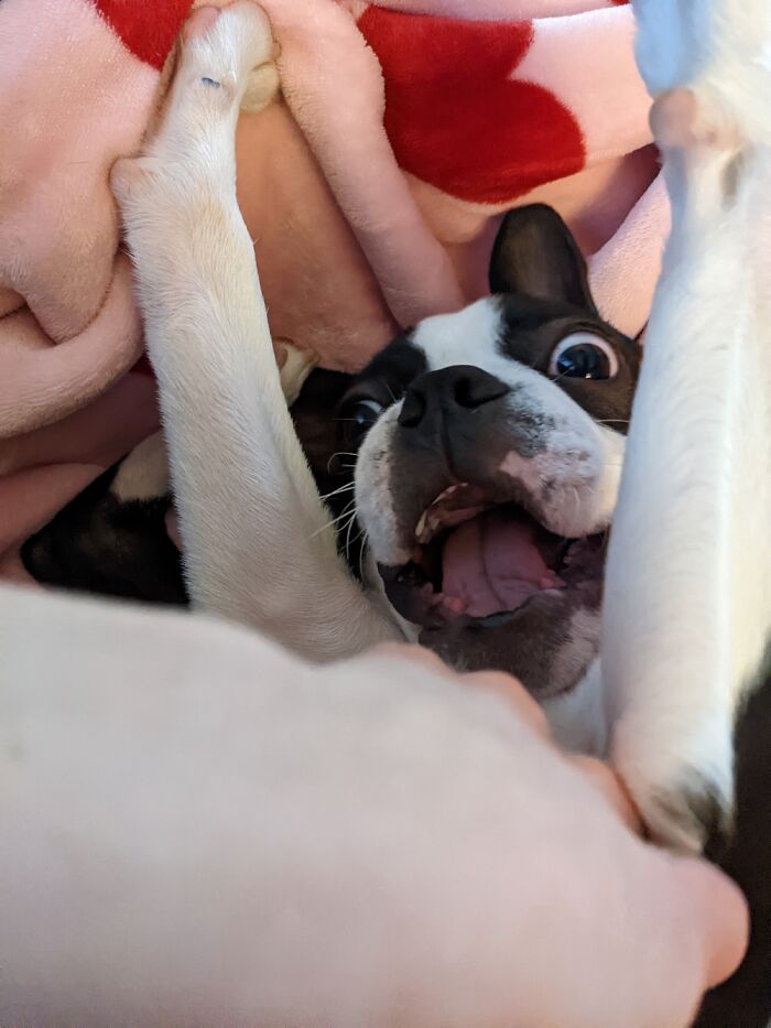 I Managed To Snap This Picture While Tickling His Tummy. He Immediately Went Into Play Mode