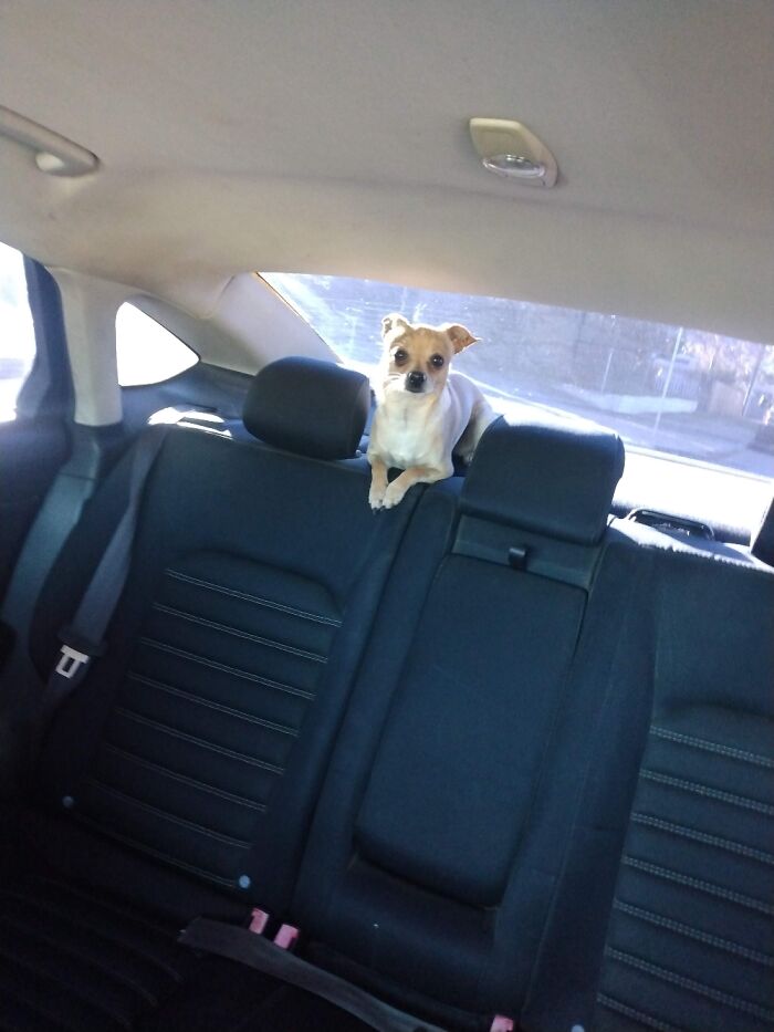 Spikey Going For A Ride With Me.