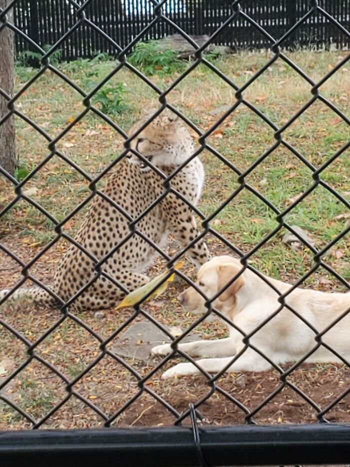 Cheetah Has A Stress Dog