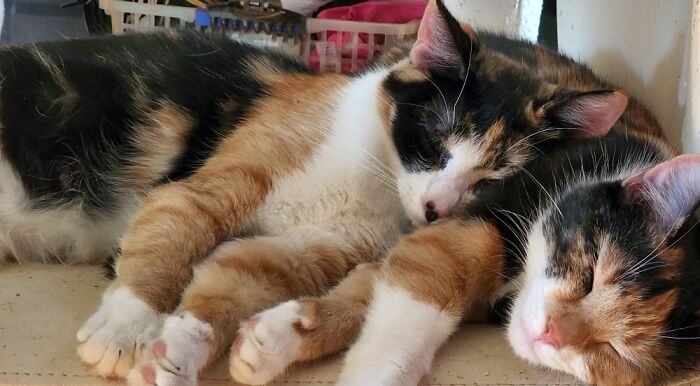 Pixie And Cali, Not Sisters But Best Friends