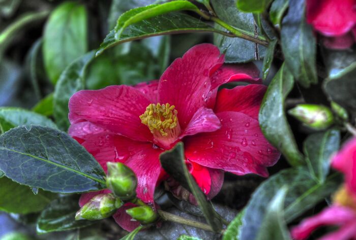 Camilia The First To Bloom In My Yard.