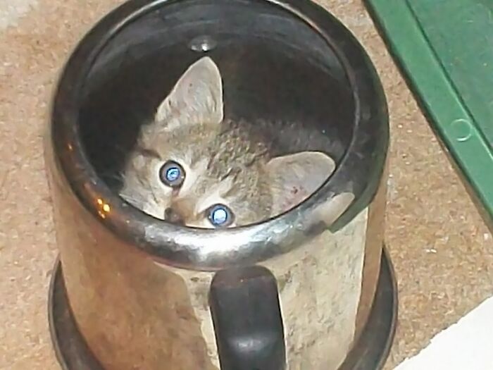 Cassie In The Old Teapot.