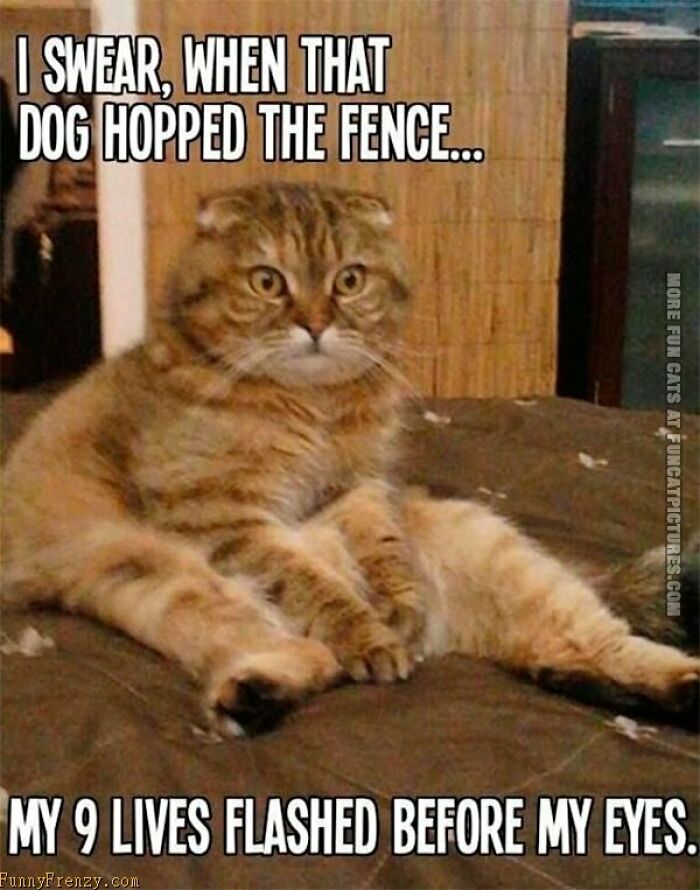 I Have Too Many Cat Memes So Here They Are :)